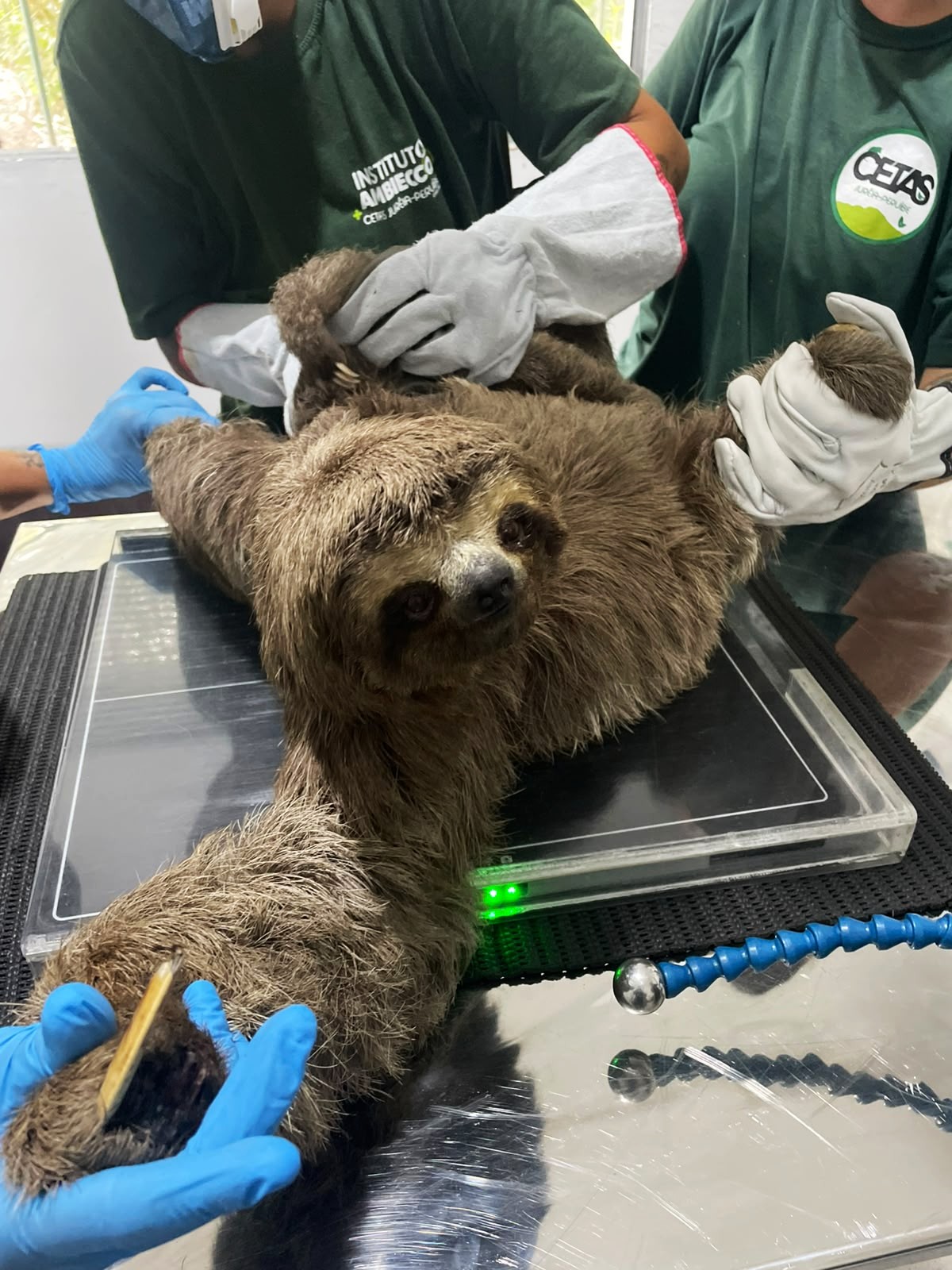 CNL resgata fêmea de bicho-preguiça com filhote nas costas às margens da SP-055, em Pedro de Toledo