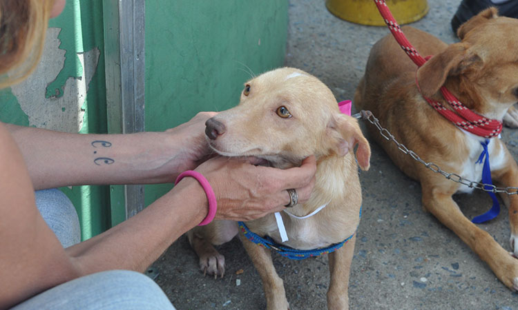 Belas Artes recebeu ação do programa Pet Saúde em movimento